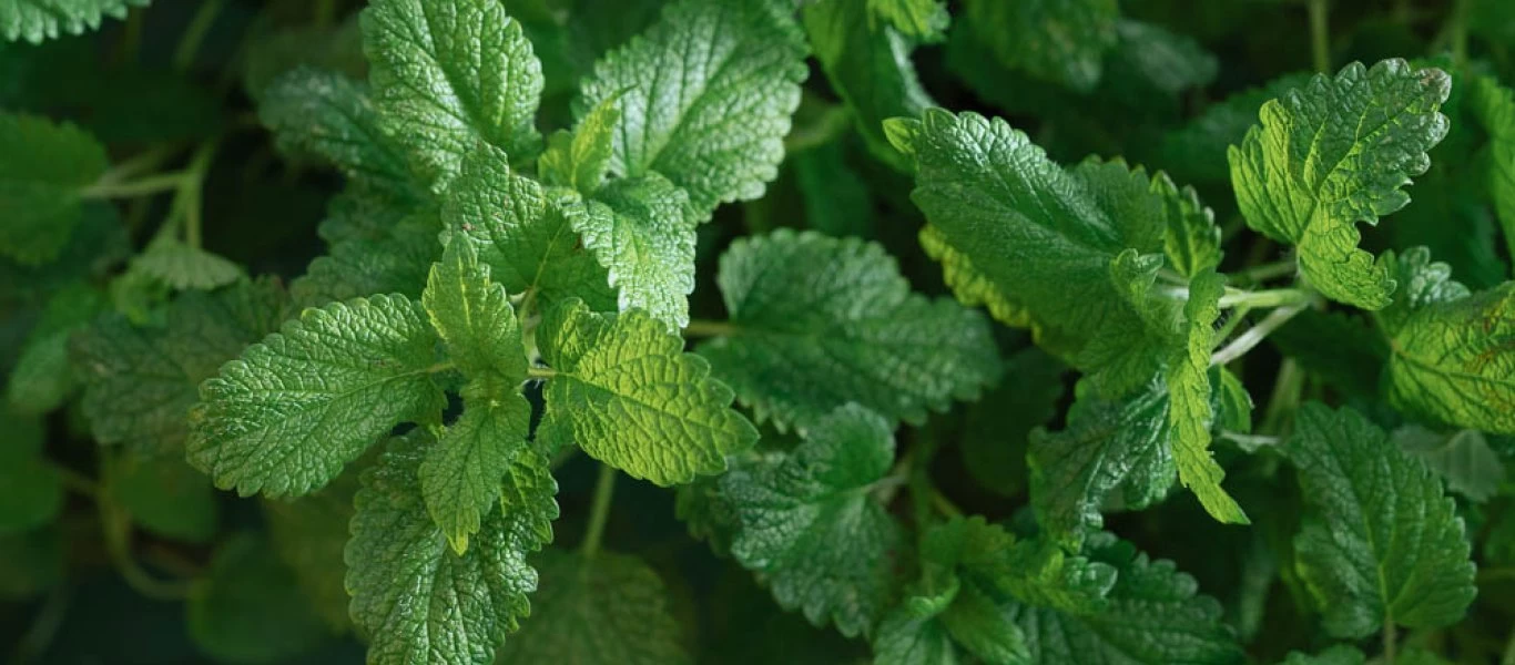 Το φυσικό αγχολυτικό που καταπολεμά το στρες και την αϋπνία